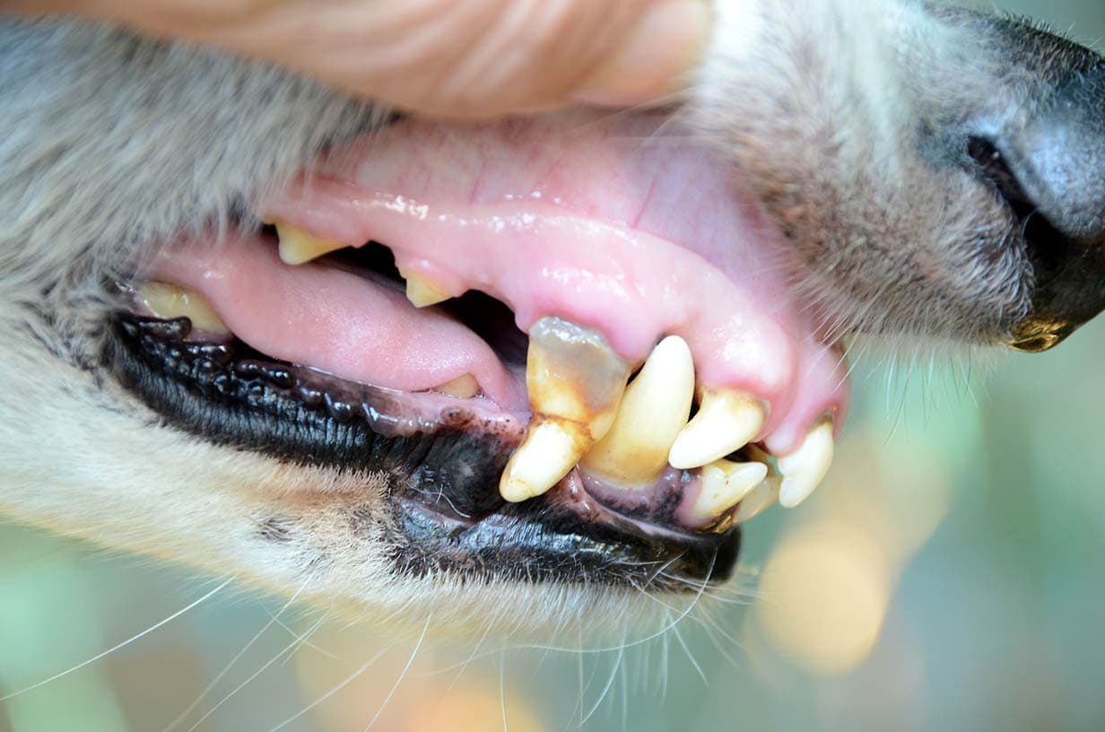 Anemia in Dogs: Causes, Signs & Treatments (Vet Answer)