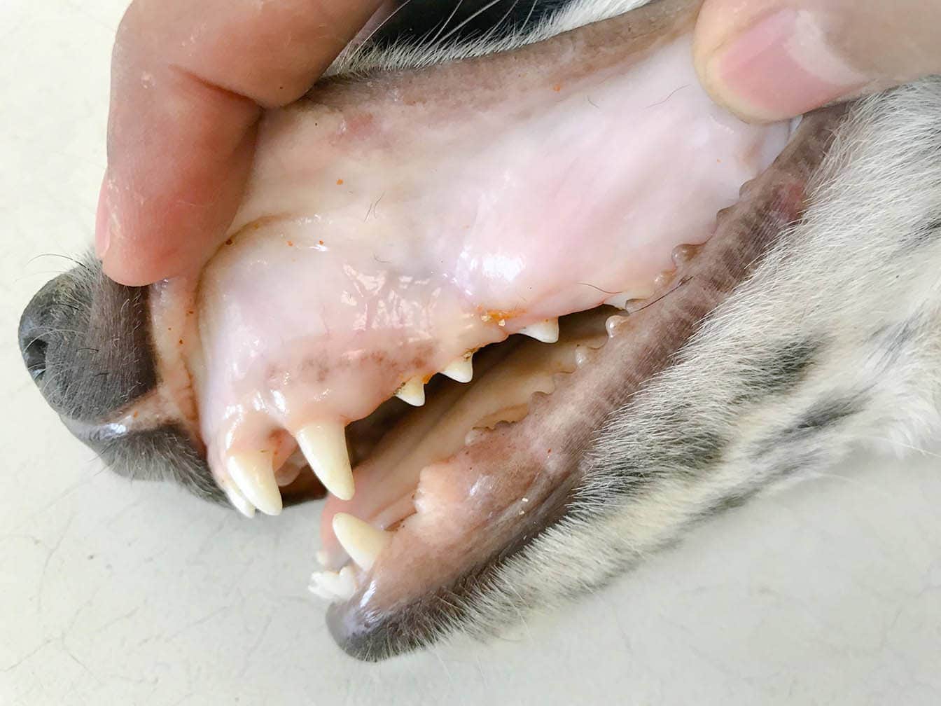 Autoimmune Hemolytic Anemia in Dogs: Signs, Causes & Treatment (Vet Answer)