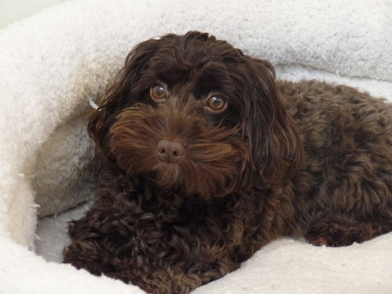 What Are the Best Materials & Fabrics for a Dog Bed? (Facts & FAQ)