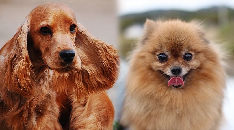Cockeranian (Cocker Spaniel & Pomeranian Mix): Info, Pictures, Traits & More