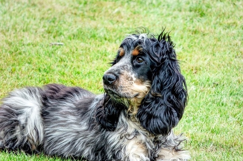 59 Dog Breeds That Start With C: Complete List (With Info & Pictures)