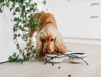 8 Best Dog Foods for Cocker Spaniels - 2026 Reviews & Top Picks