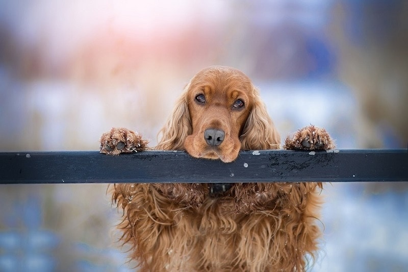 10 Cocker Spaniel Pros & Cons (With Explanations)