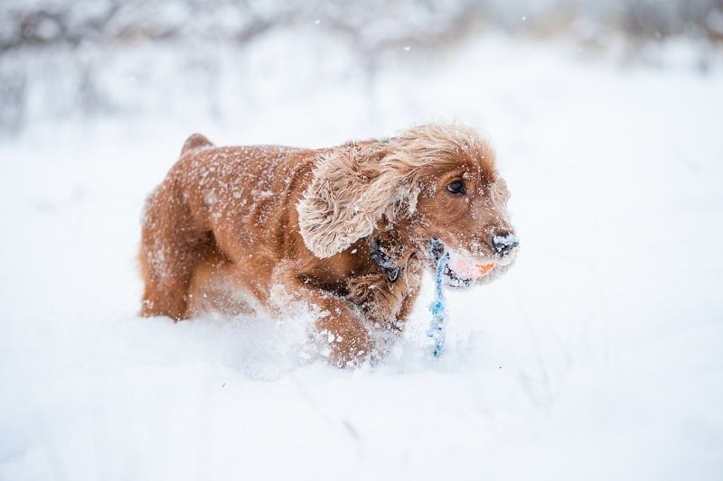 29 Cocker Spaniel Mixed Breeds (With Info & Pictures)