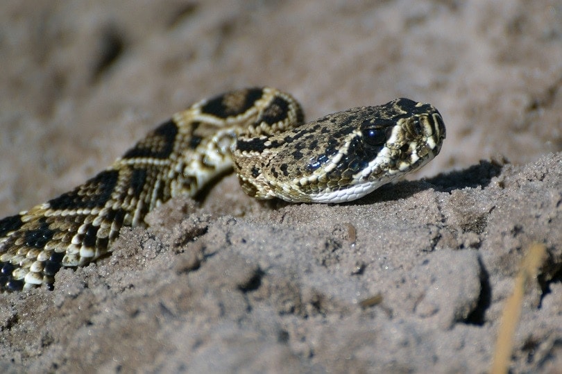 Dog Bit by Copperhead Snake? Our Vet Explains What To Do