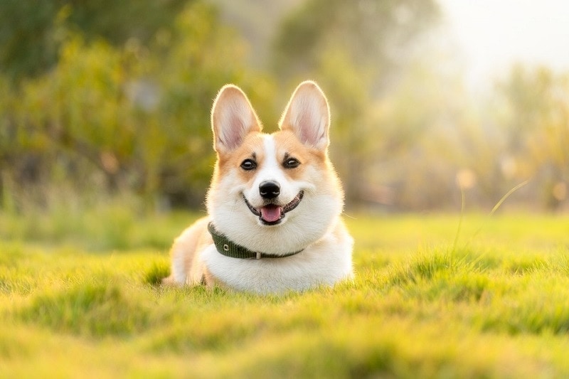 Corgi Growth & Weight Chart: Puppy to Adult (With Pictures)