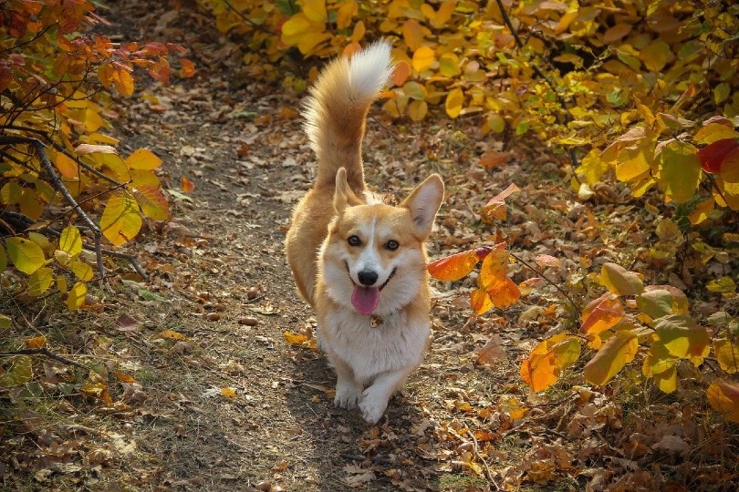 Dog Tail Meanings: Vet-Reviewed Guide to the Different Positions