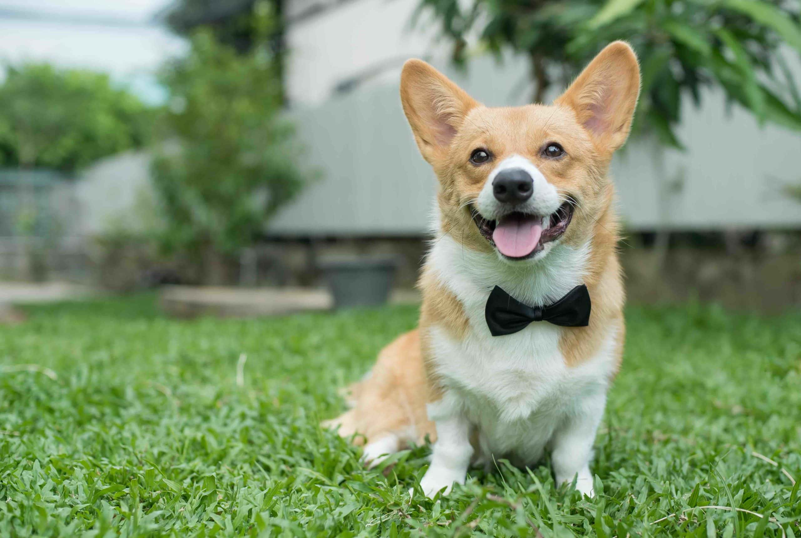 corgi bowtie