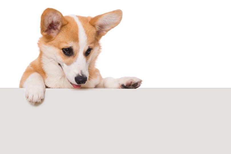 Why Does My Dog Lick Walls? Should I Do Something?(Vet-Verified)