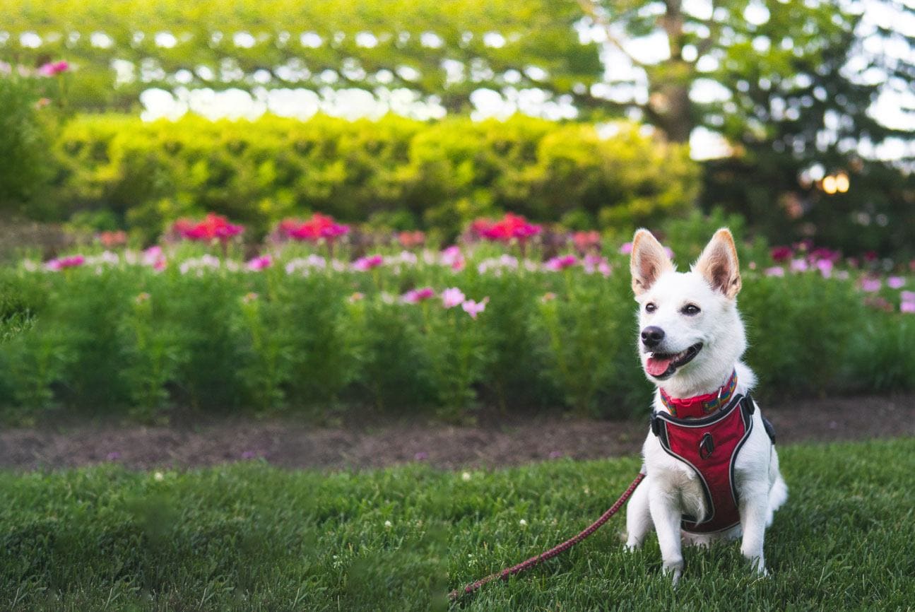 Siborgi (Corgi & Husky Mix): Info, Pictures & Facts