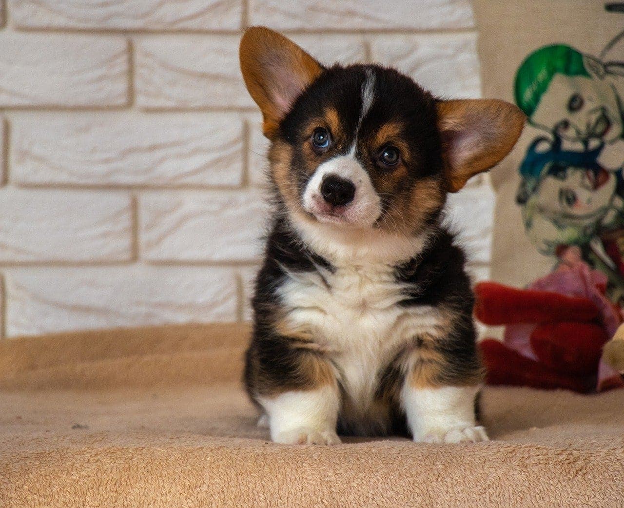 Are Corgis Hypoallergenic? Vet-Reviewed Facts & FAQ