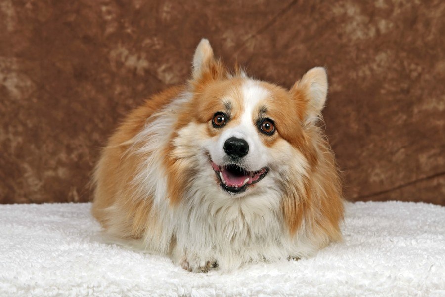 Corkie (Cocker Spaniel & Yorkshire Terrier Mix): Info, Pictures, Facts