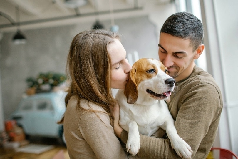 Are Beagles Good Family Dogs? Trainability, Care & Life Expectancy