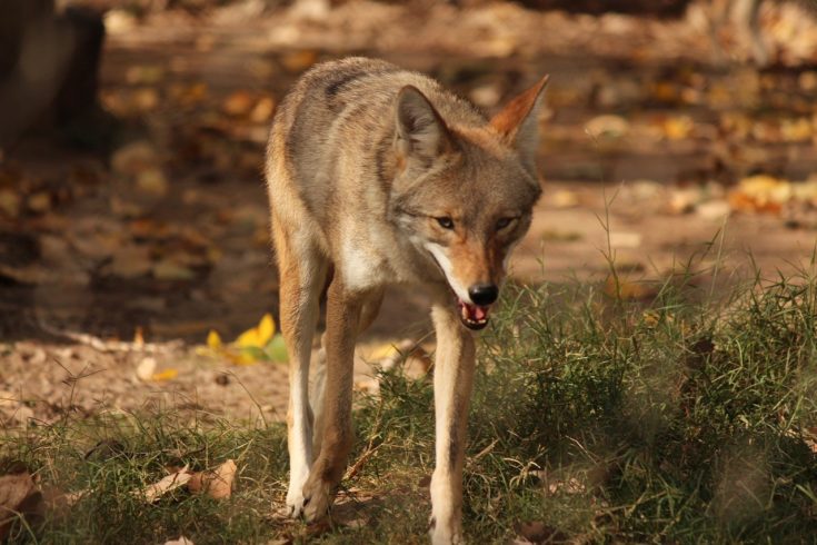 7 Dogs That Look Like Coyotes (With Pictures)
