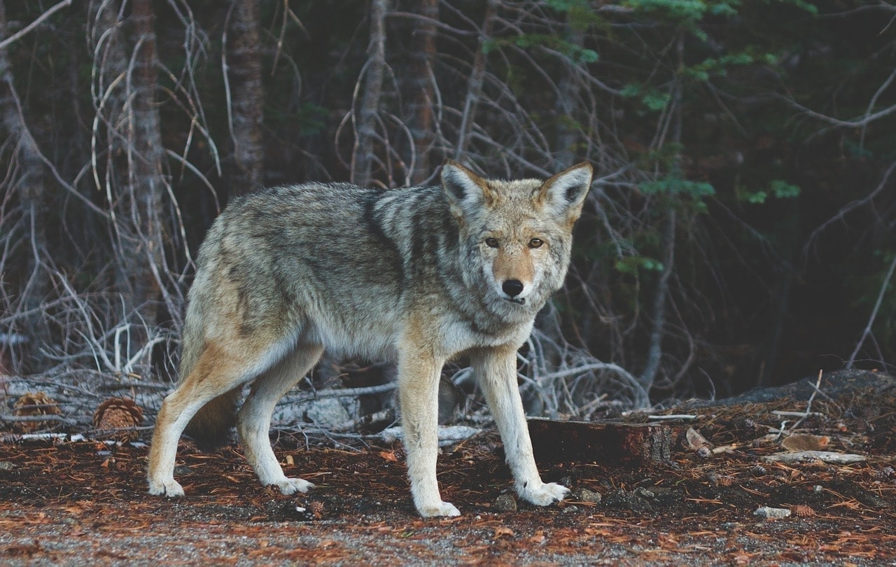 How to Protect Dogs From Coyotes: 7 Safety Tips
