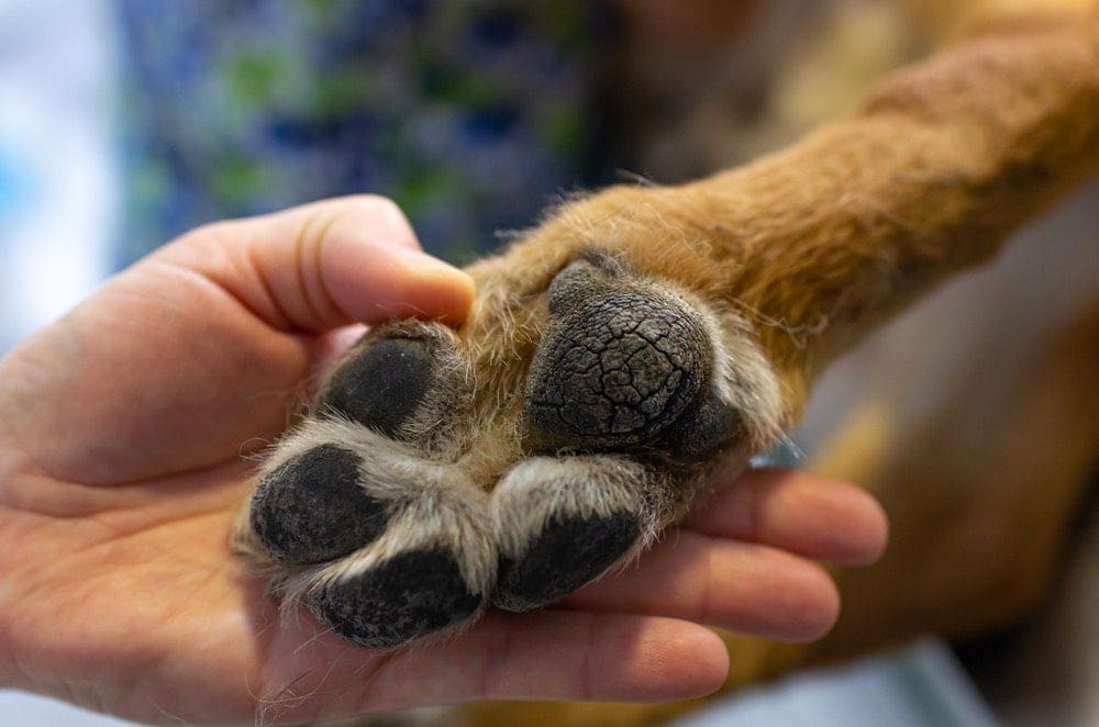 5 Home Remedies for Dry & Cracked Paw Pads - Vet Reviewed Facts & FAQ