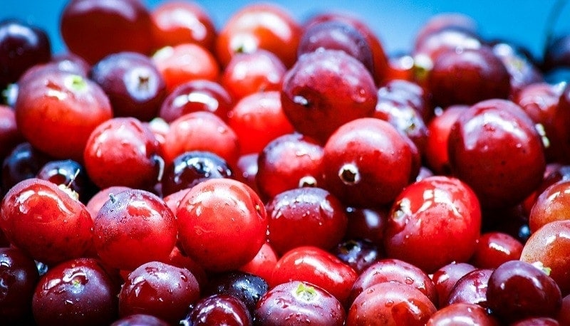 Can Dogs Eat Cranberries? Health & Nutrition Facts