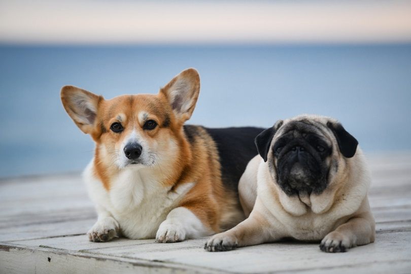 Corgi & Pug Mix Breed: Info, Pictures, Characteristics & More
