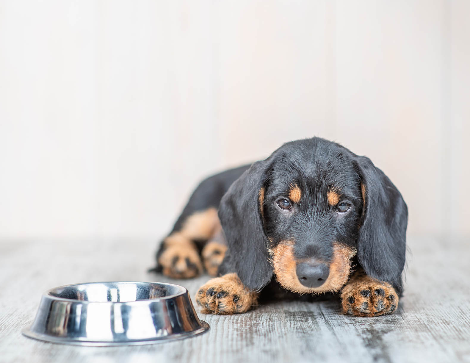 How to Get a Dog to Drink Water (10 Vet-Approved Tips & Tricks)