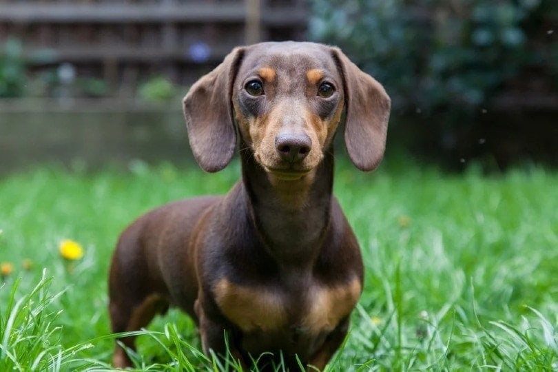 11 Fascinating Dachshund Facts You Need to Know!