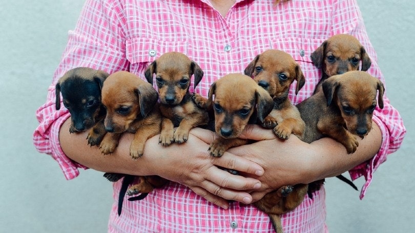 How to Sell Puppies Online: Top Websites, Preparation, Vetting & More