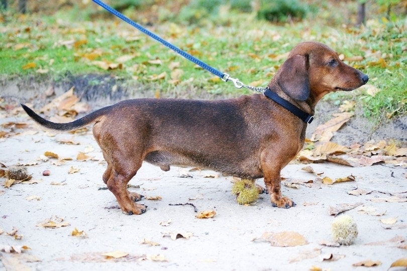 Do Dachshunds Smell More Than Other Dogs? Vet-Verified Facts & Possible Causes