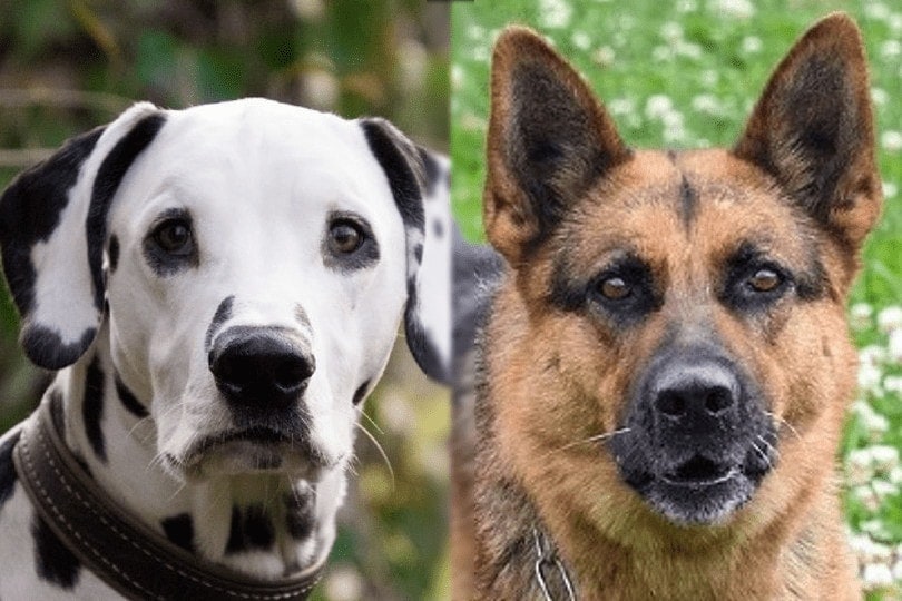 Dalmatian German Shepherd Mix: Info, Pictures, Temperament & Traits