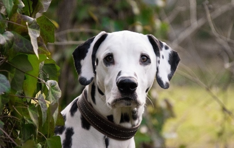 22 Dalmatian Mixed Breeds (With Info & Pictures)