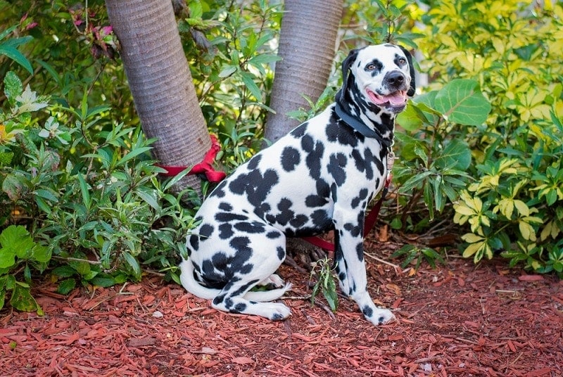 What Are the Best Materials for Outdoor Dog Bedding? Facts & FAQ