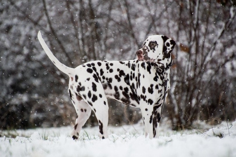 How Big Do Dalmatians Get? With Growth & Weight Chart