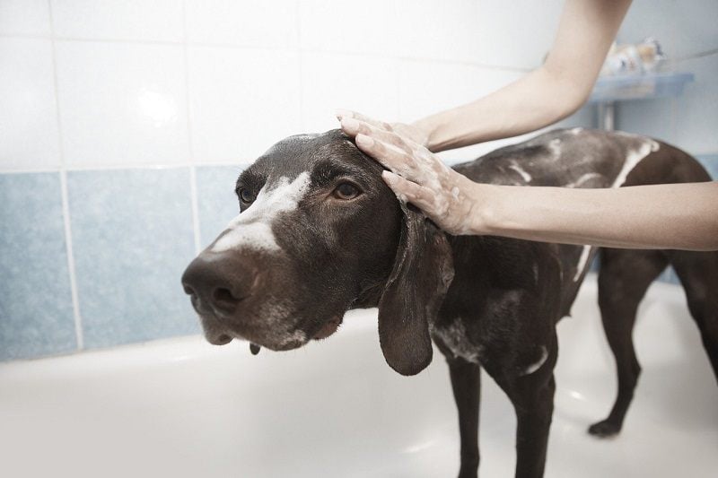 dog skin refreshing bath