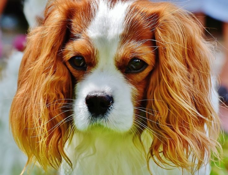 20 Dog Breeds That Look Like Puppies Forever (With Info & Pictures)