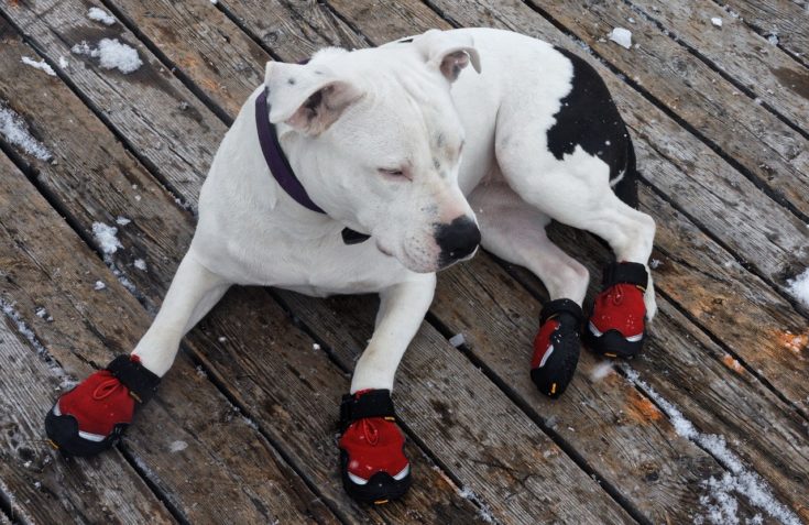 11 DIY Dog Booties You Can Make at Home Today (With Pictures)
