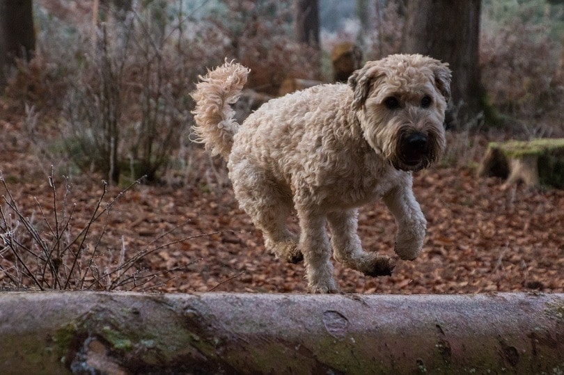 Aussie Wheaten (Australian Shepherd & Wheaten Terrier): Info, Pictures & Care