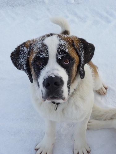 Labernard Dog Breed Info