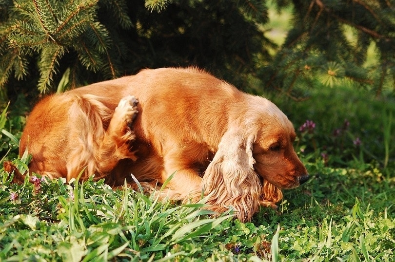 Ant Bites on Dogs: Signs, Treatment & Prevention