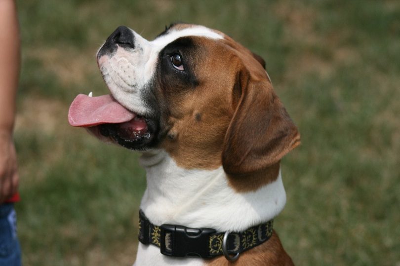 Boxmas (Mastiff & Boxer Mix): Info, Pictures, Care & More