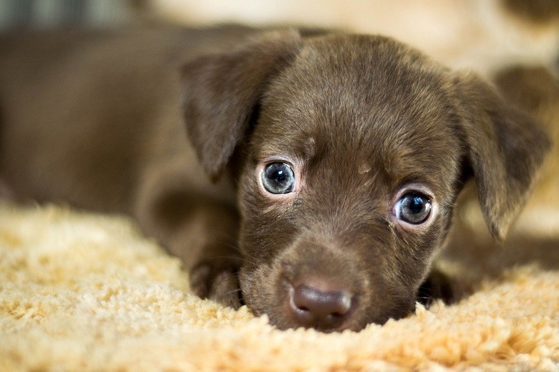 11 Dog Breeds That Can Be Left Alone For Longer Periods Of Time (With Info & Pictures)