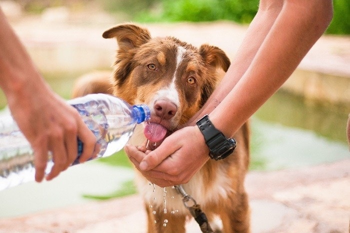 How Long Can Dogs Go Without Water? Vet-Approved Facts & Safety Tips
