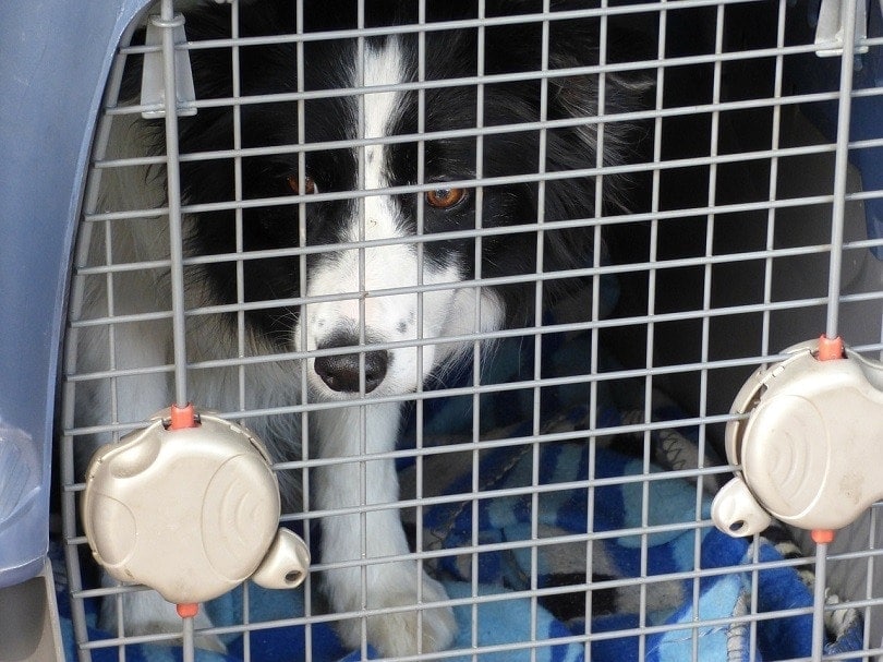Crate Training a Dog With Separation Anxiety: 11 Crucial & Vet-Approved Tips