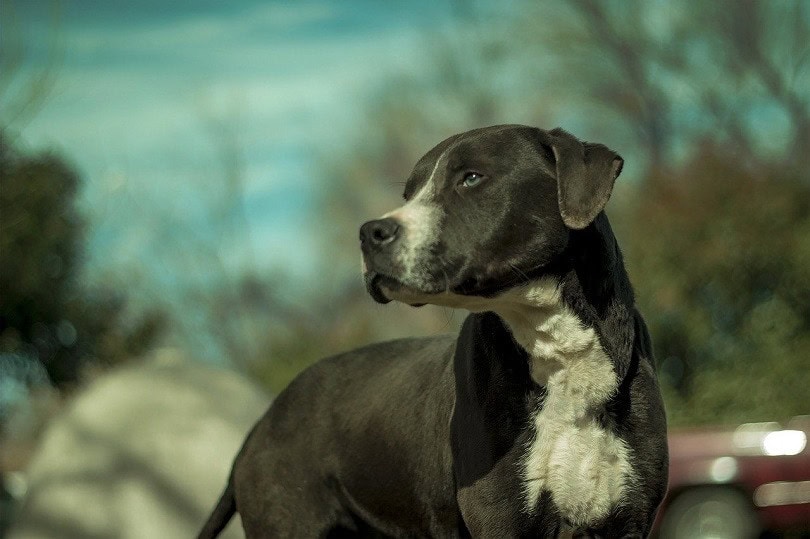 Dober Pit (Doberman & Pitbull Mix): Info, Pictures, Care & More