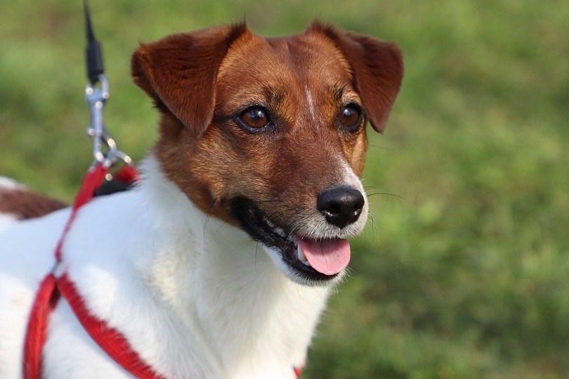 20 Jack Russell Terrier Mixed Breeds (With Info & Pictures)