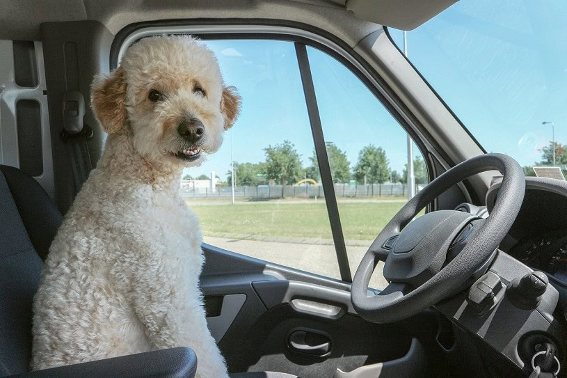 Double Doodle (Goldendoodle & Labradoodle Mix): Info, Pictures, Facts