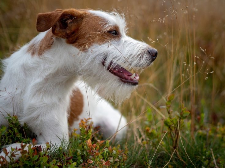 How to Teach a Dog to Crawl in 7 Simple Steps