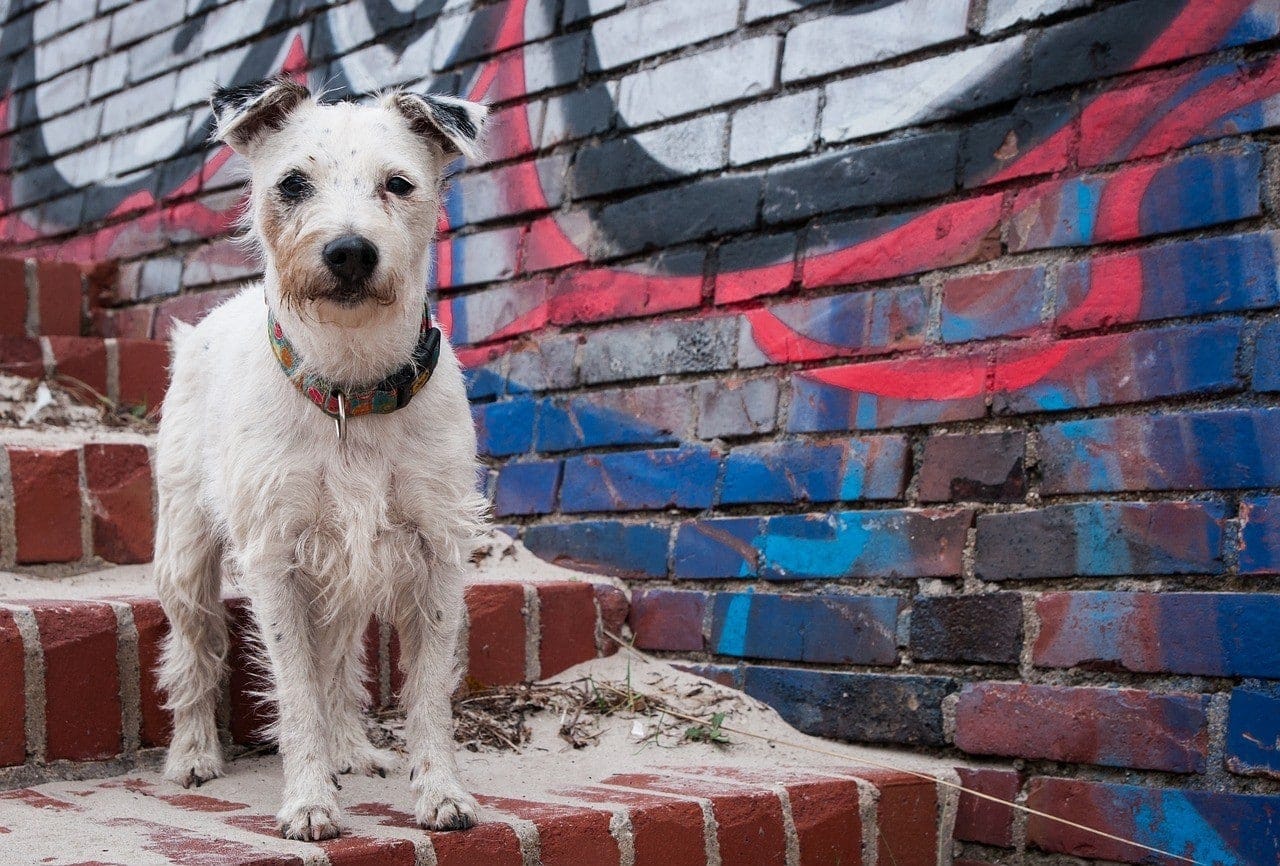 How to Train a Dog to Go Down Stairs in 8 Simple Steps