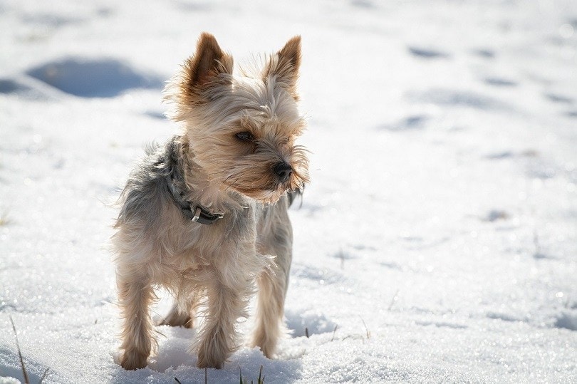 Yorkie Bichon (Bichon Frise & Yorkshire Terrier Mix): Info, Pictures & More