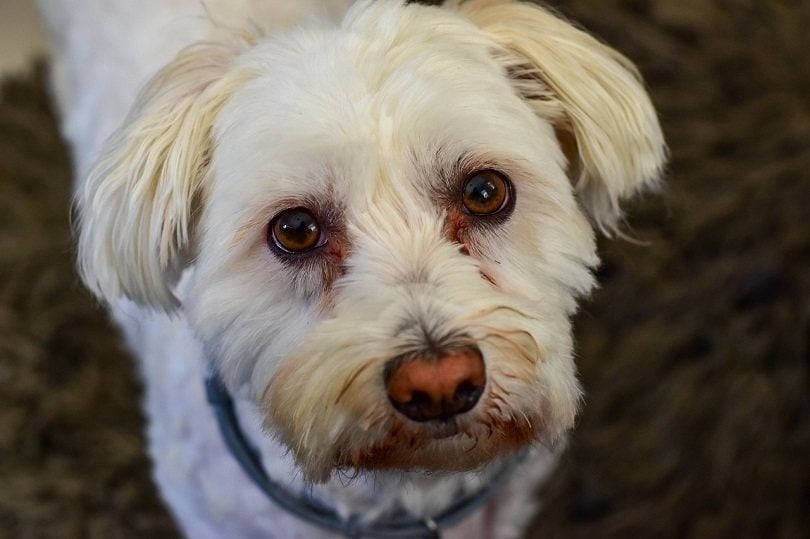 Maltese Tear Stains: Vet-Verified Signs, Causes, Care & FAQ