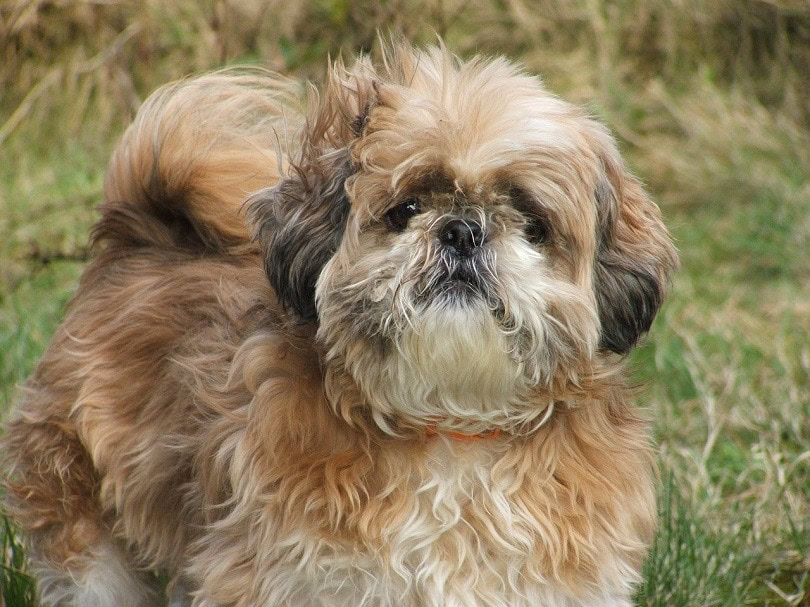 Bea-Tzu (Beagle & Shih Tzu Mix): Info, Pictures, Facts