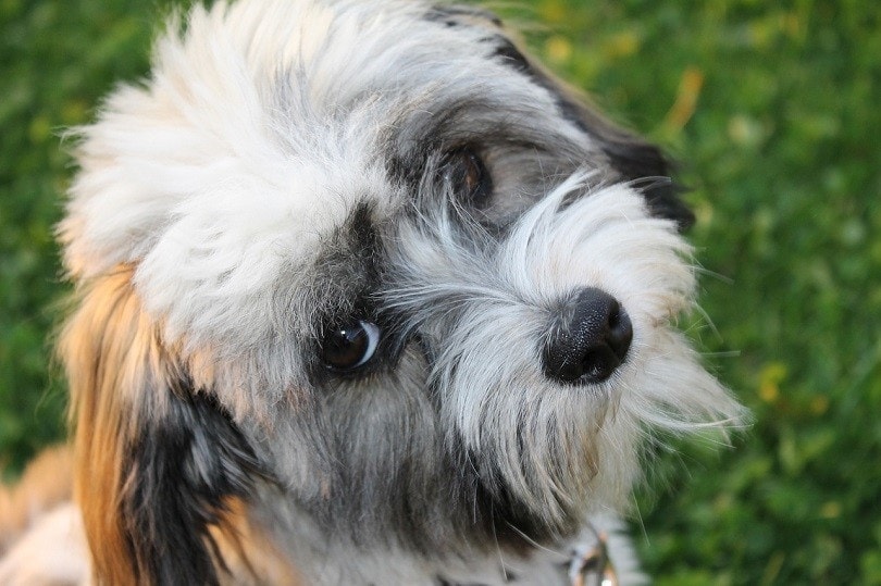 Are Havanese Dogs Hypoallergenic? What You Need to Know