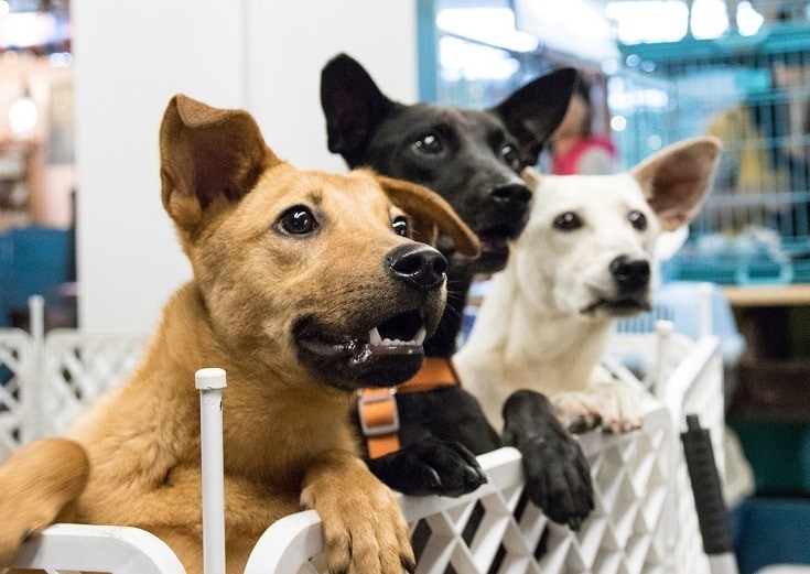Top 10 Pet Adoption Websites of 2026 - Reviews
